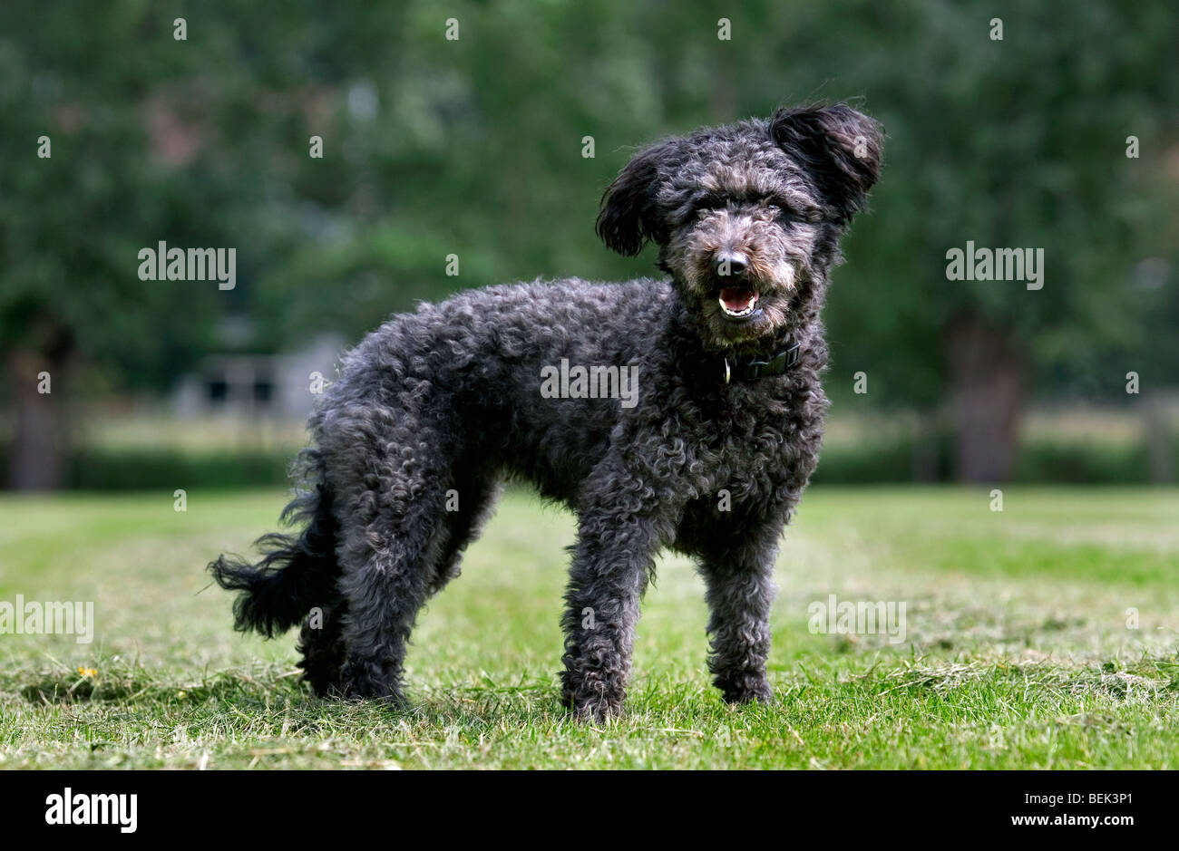 Pumi, Hungarian shepherd dog / sheepdog in garden Stock Photo Alamy