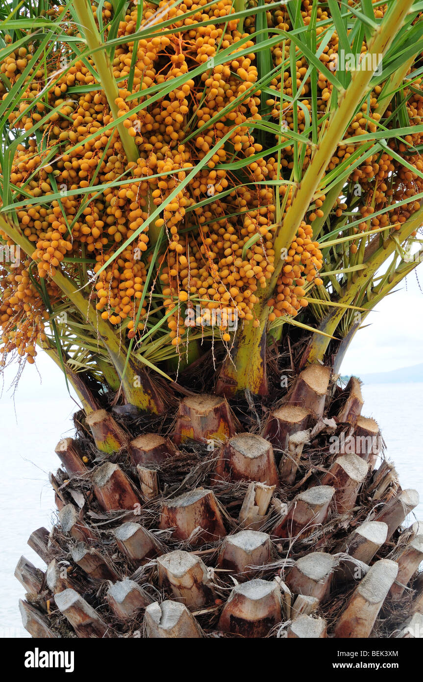 Fruit of the Pindo Palm Arecaceae Butia capitata Eretria Waterside Evia Greece Stock Photo