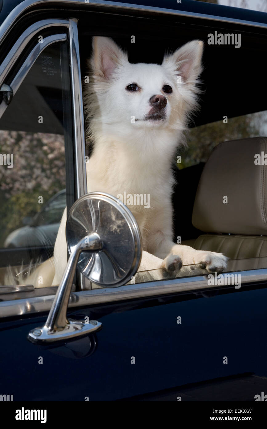 Curious white mongrel dog looking through car window Stock Photo