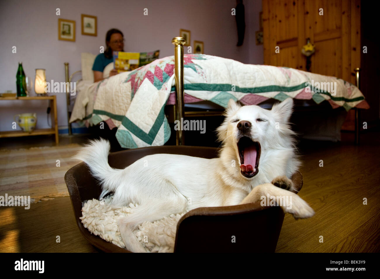 Woman reading in bed and sleepy white mongrel dog yawning before going