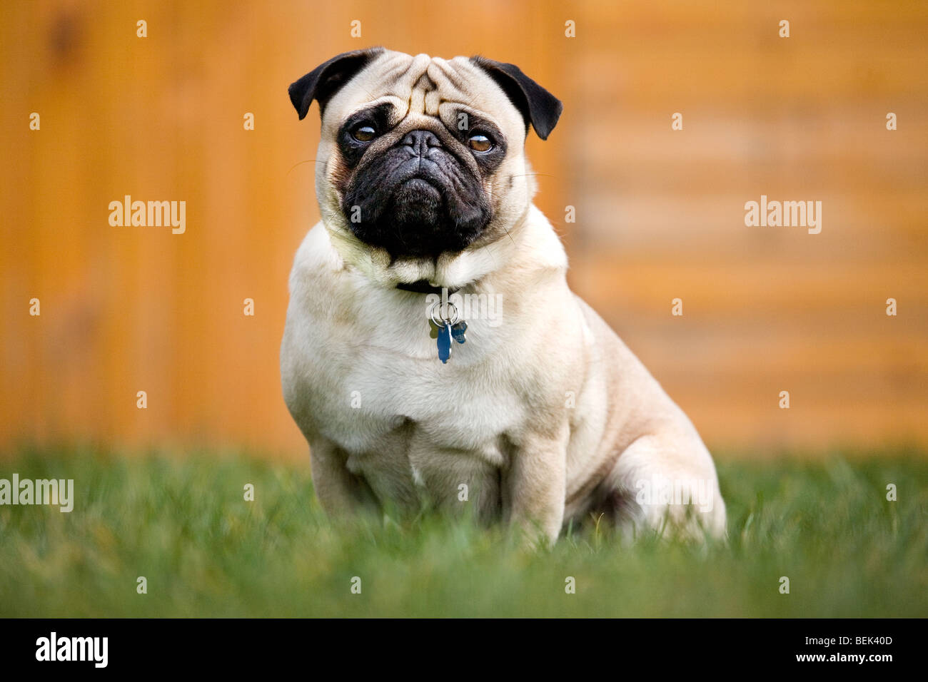 Portrait of Chinese pug / Dutch mastiff dog sitting in garden Stock Photo