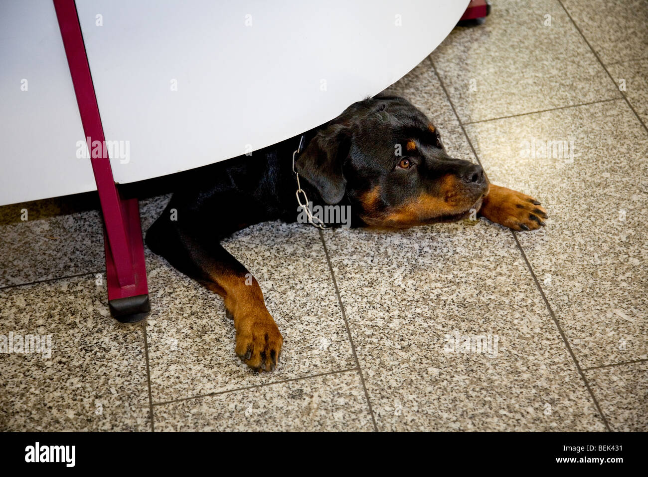 rottweiler house