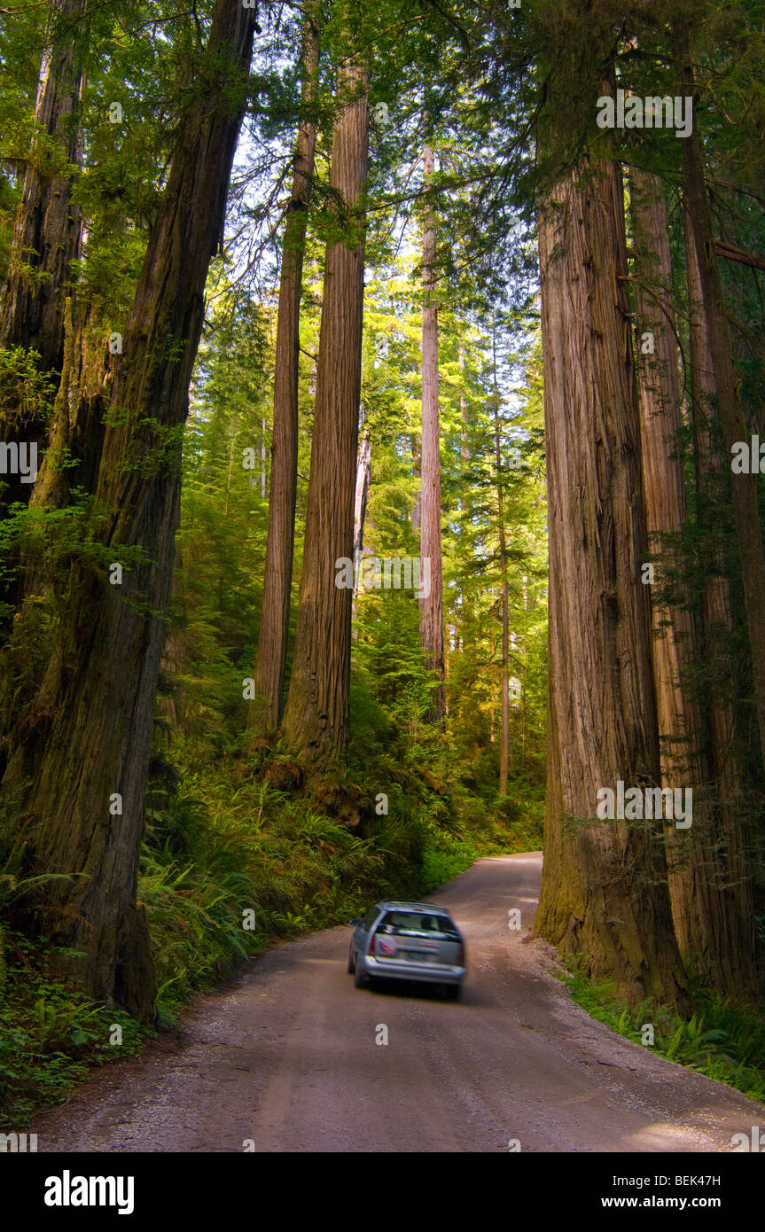 Sunlight through redwood trees in forest and car driving on Howland Hill Road, Jedediah Smith Redwoods State Park, California Stock Photo