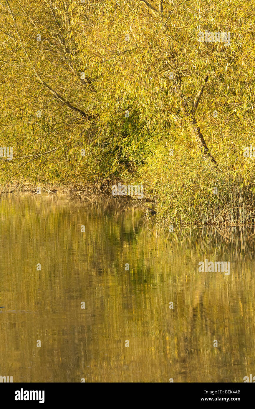 Autumn colours reflected in the River Thames near Newbridge in Oxfordshire, Uk Stock Photo