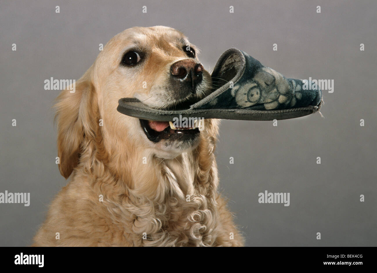 Labrador assistance dog as help for disabled people bringing slippers in mouth Stock Photo