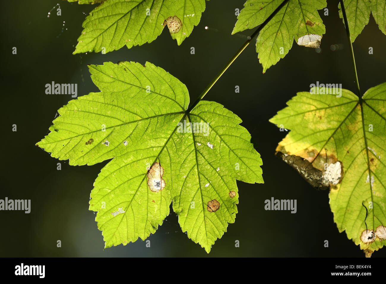 Leaves of Sycamore tree (Acer pseudoplatanus) in forest Stock Photo
