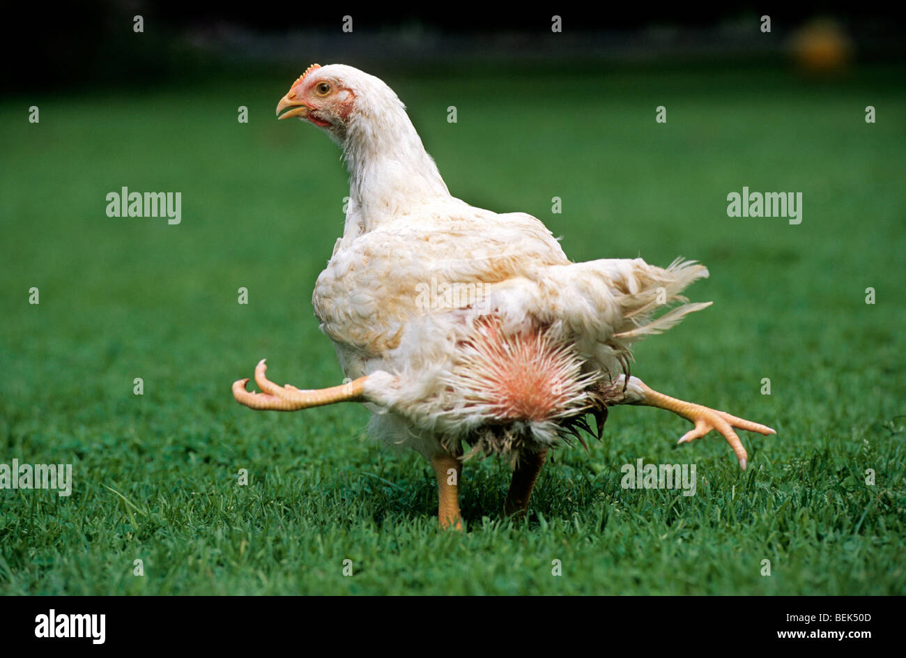 Mutated chicken with four legs, a congenital physical anomaly Stock Photo
