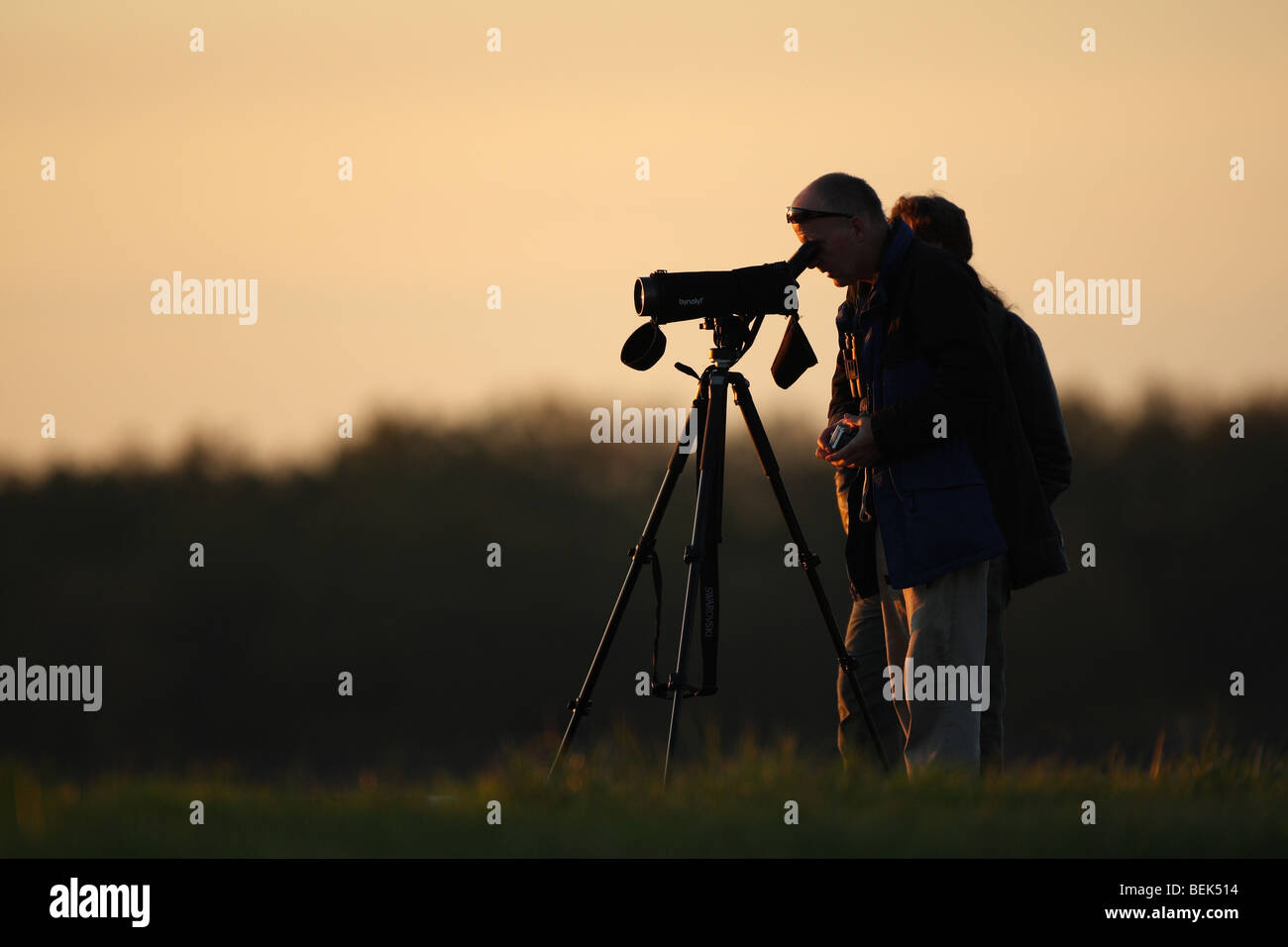 Birdwatcher with telescope watches birds in nature reserve, Belgium Stock Photo