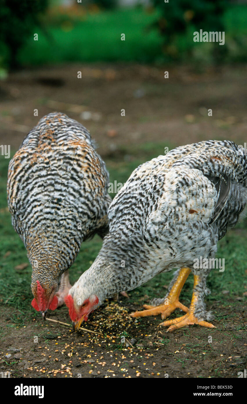 Malines cuckoo (Gallus gallus domesticus) chickens pecking corn, Belgium Stock Photo