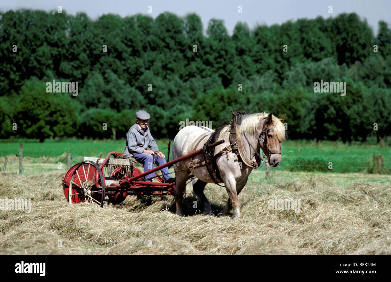 Farmer with draught horse (Equus caballus) working traditionally on field Stock Photo