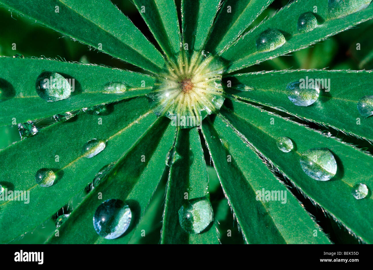 Raindrops on leaf lupine (Lupinus sp.) Stock Photo