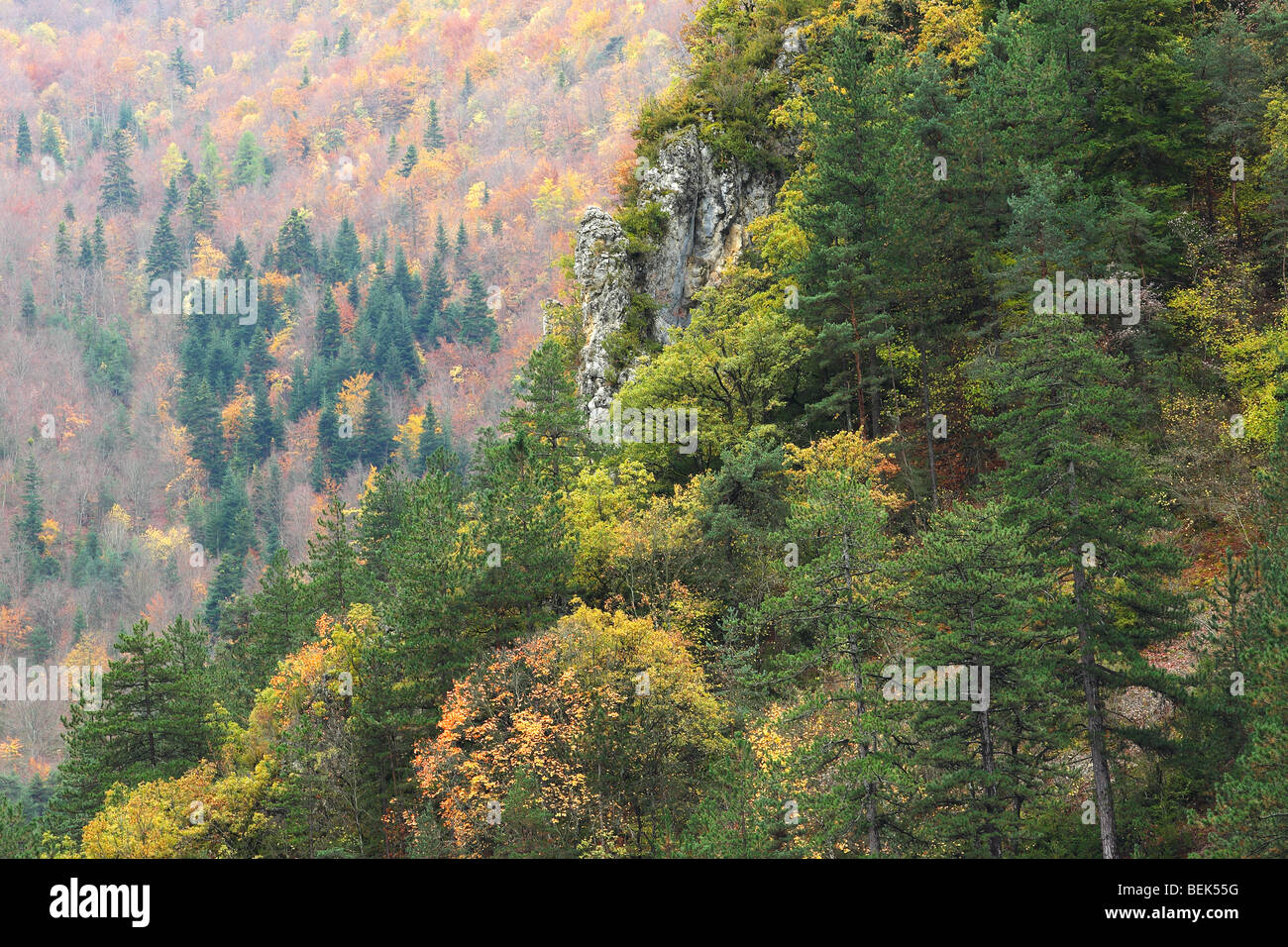 Mixed forest and Pine trees on mountain slope in autumn, Vercors national parc, France Stock Photo