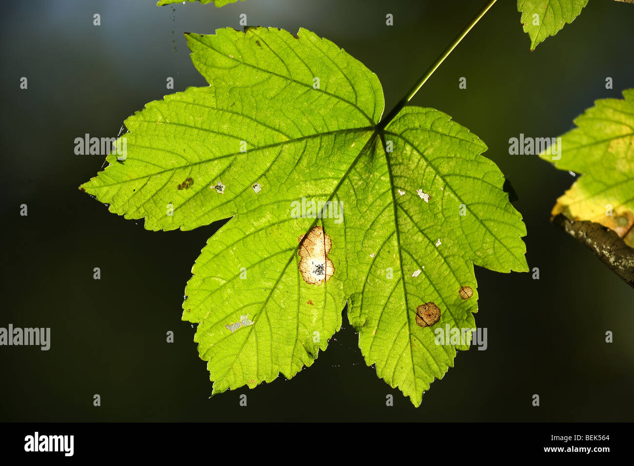 Leaf of Sycamore (Acer pseudoplatanus) in forest Stock Photo