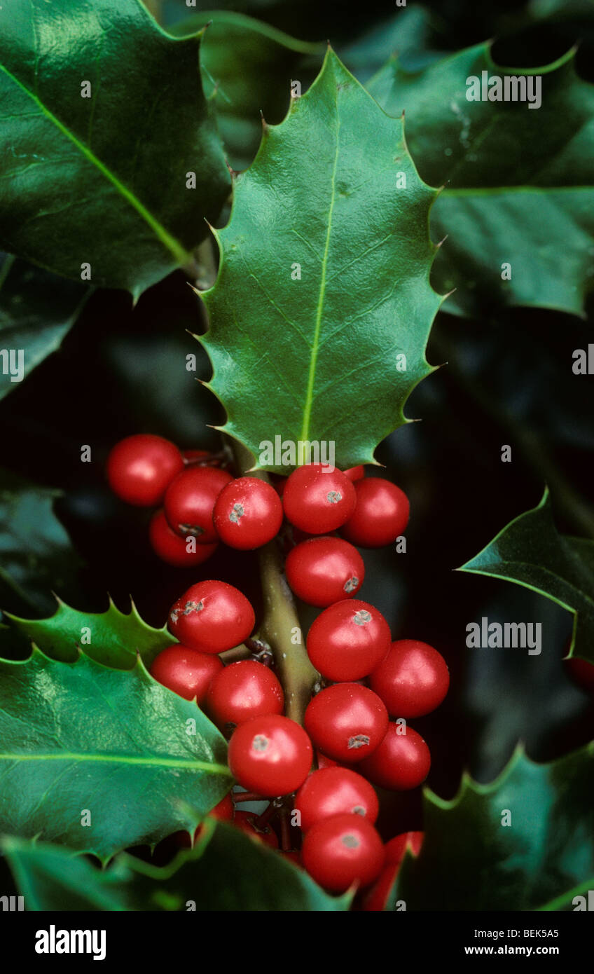 Holly berries tree trees leaves hi-res stock photography and images - Alamy