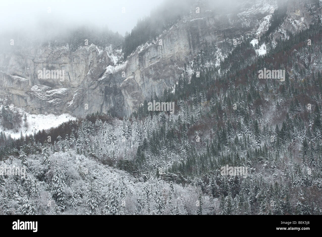 Snow covered mountain peaks and rocks with pine forest, Vercors national parc, France Stock Photo
