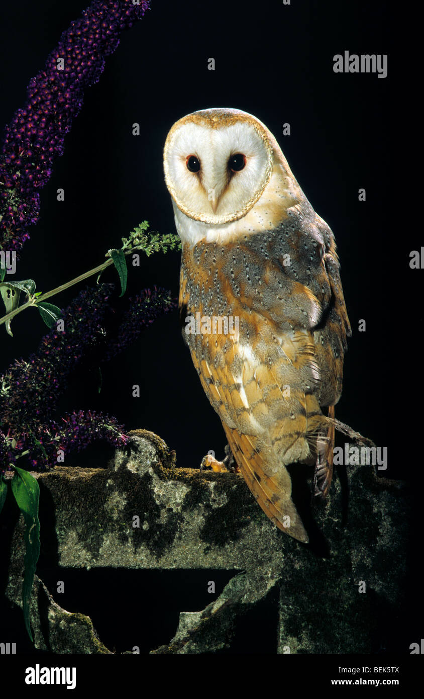 Common Barn Owl Tyto Alba Perched On Fence At Night Stock Photo