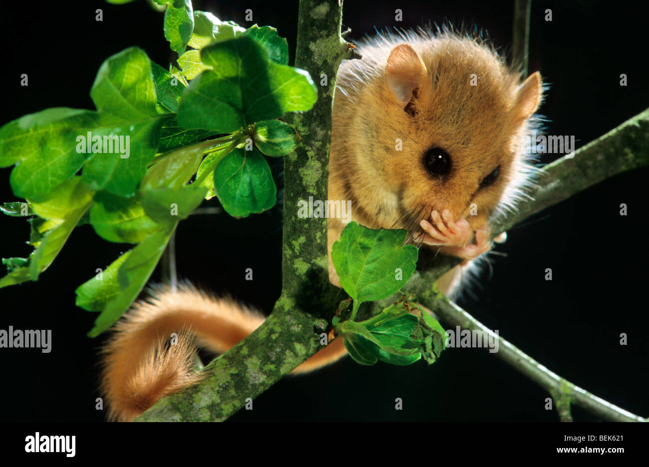 Common dormouse / hazel dormouse (Muscardinus avellanarius) foraging in tree for hazelnuts in forest at night Stock Photo