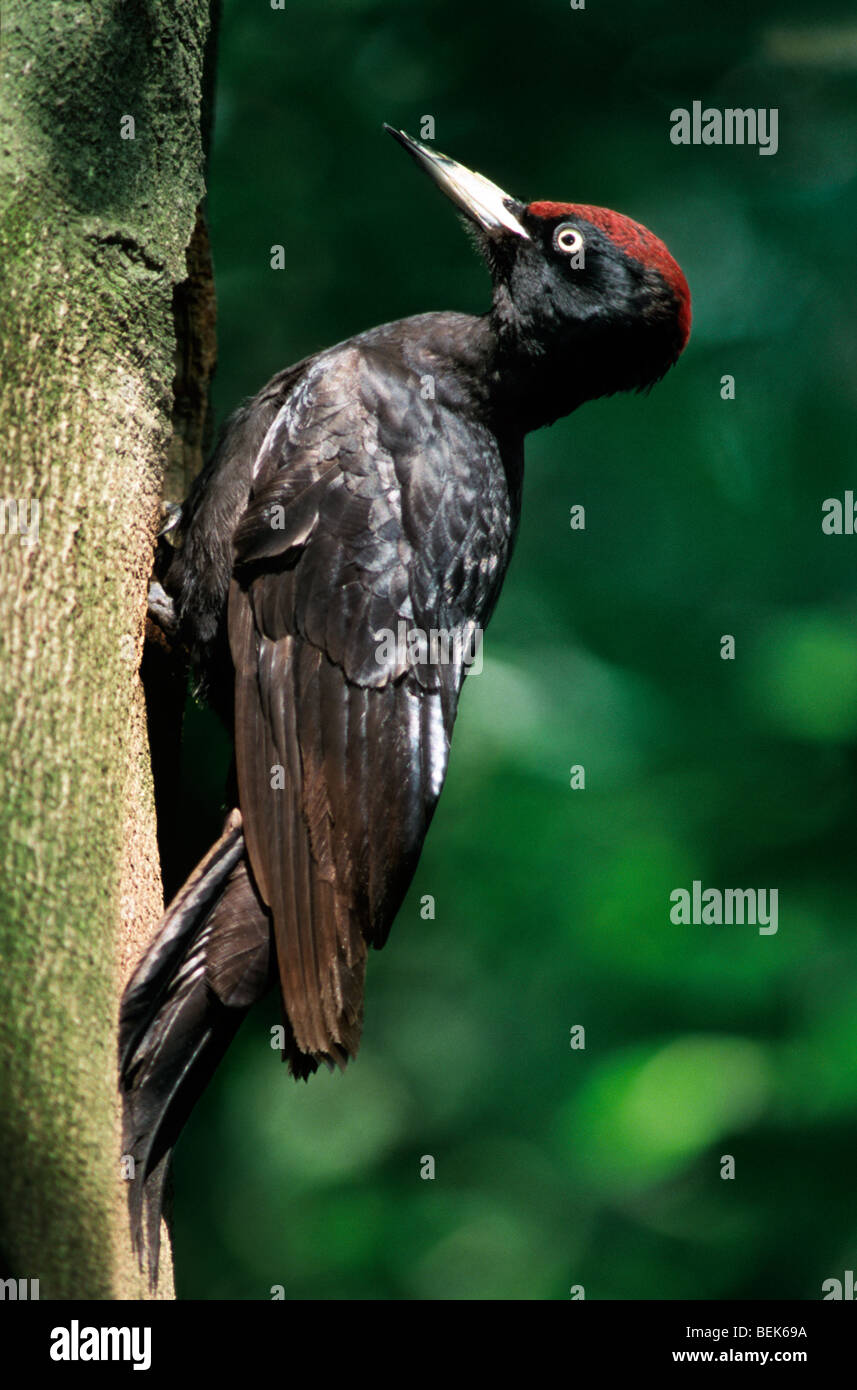 Black woodpecker (Dryocopus martius) hammering on tree trunk, Belgium Stock Photo