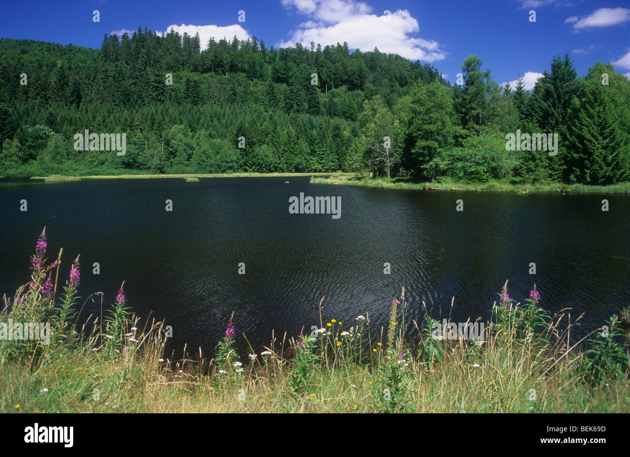 Forest and lake in Vosges, France Stock Photo