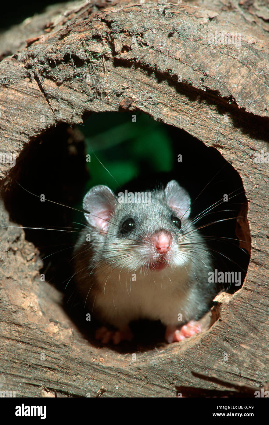 Edible dormouse / fat dormouse (Glis glis) in hollow tree at night in forest, France Stock Photo