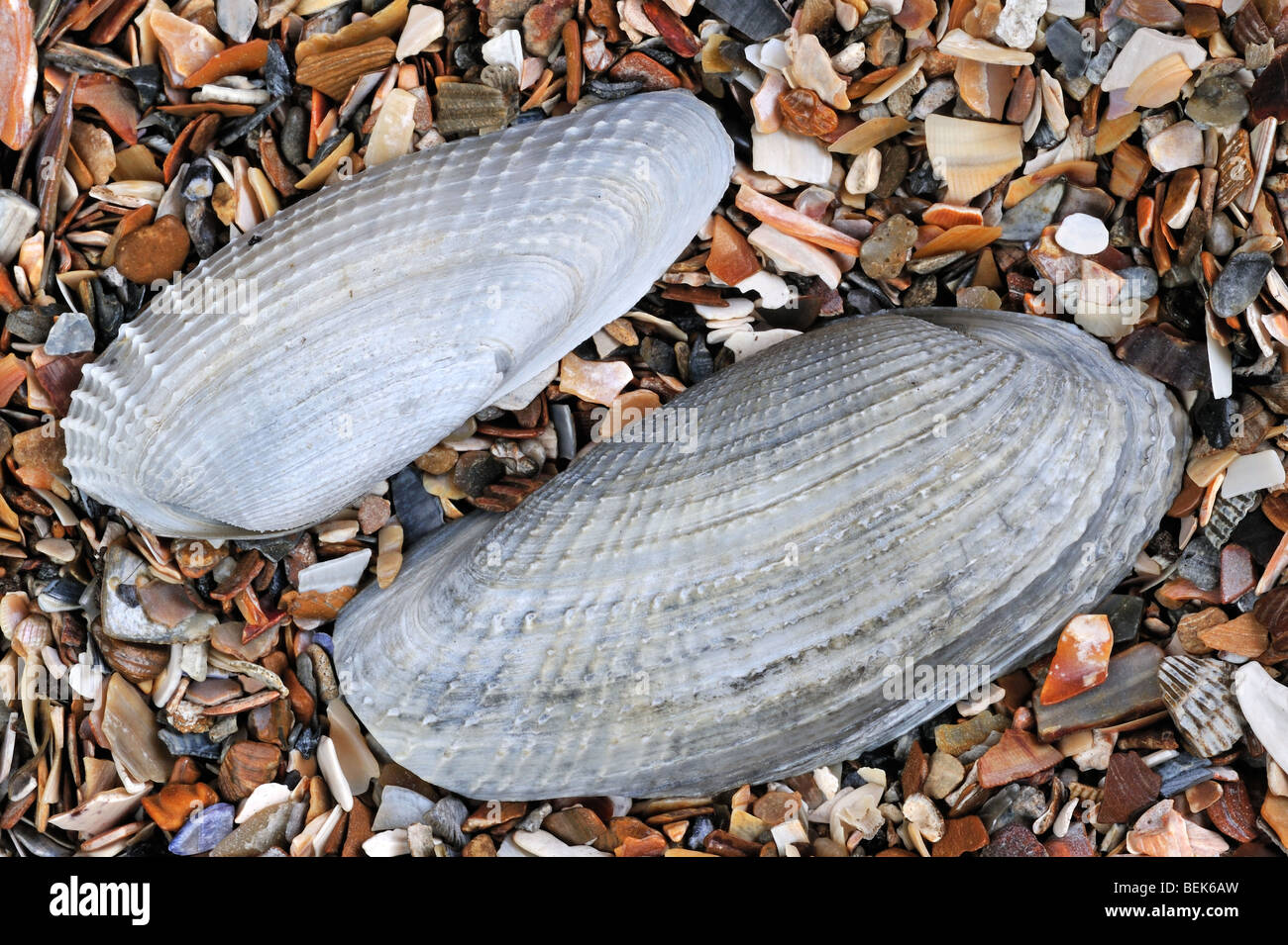 White piddock (Barnea candida) shells on beach, Belgium Stock Photo