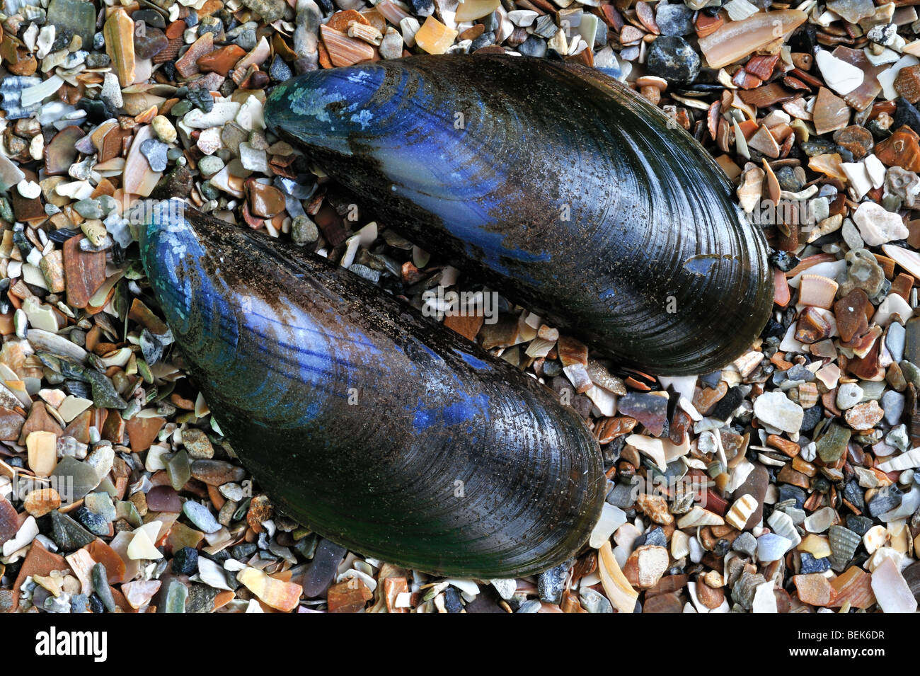 Common mussel shells (Mytilus edulis) on beach, Belgium Stock Photo Alamy