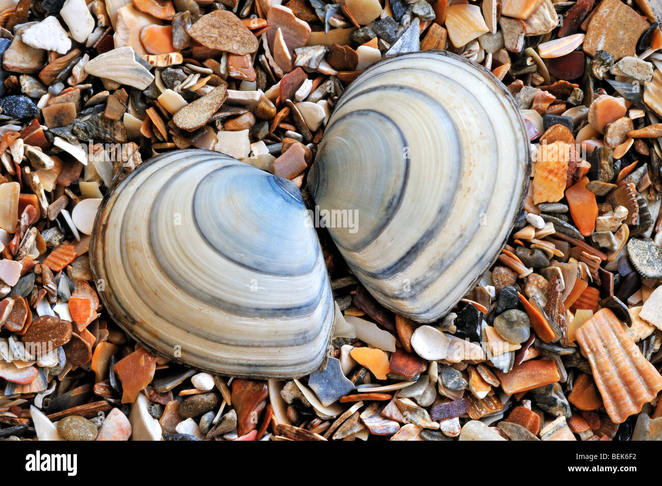 Baltic tellin shells (Macoma balthica) on beach, Belgium Stock Photo