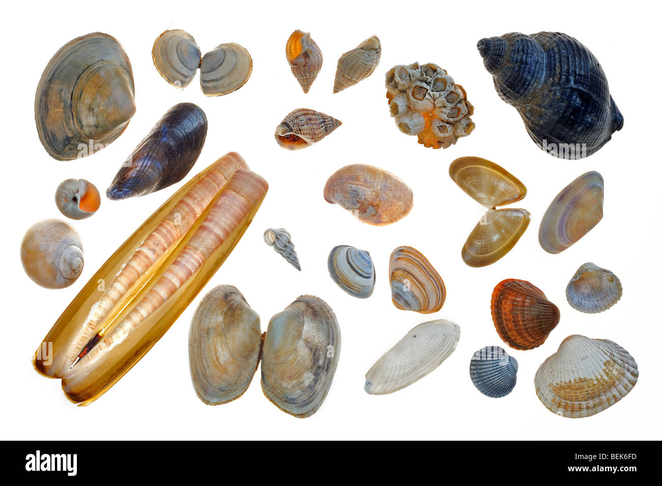 Rayed trough shell, Baltic tellin shell, Netted dog whelk, Acorn barnacle, Whelk, Necklace shell, Mussel, Atlantic jackknife Stock Photo
