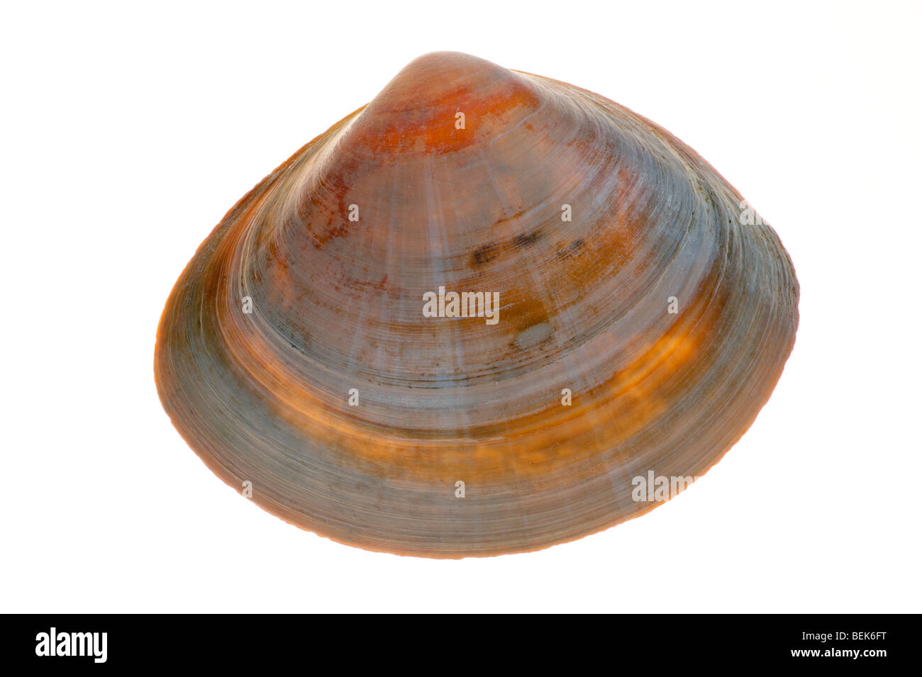 Rayed-trough shell (Mactra stultorum cinerea / Mactra corallina cinerea), Belgium Stock Photo