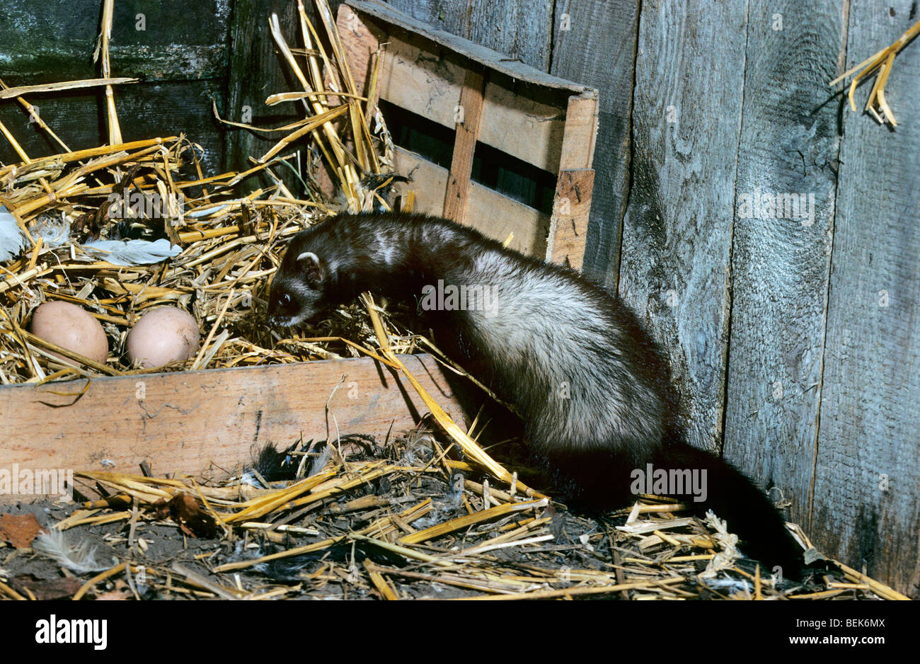 European polecat (Mustela putorius) in barn stealing chicken eggs at