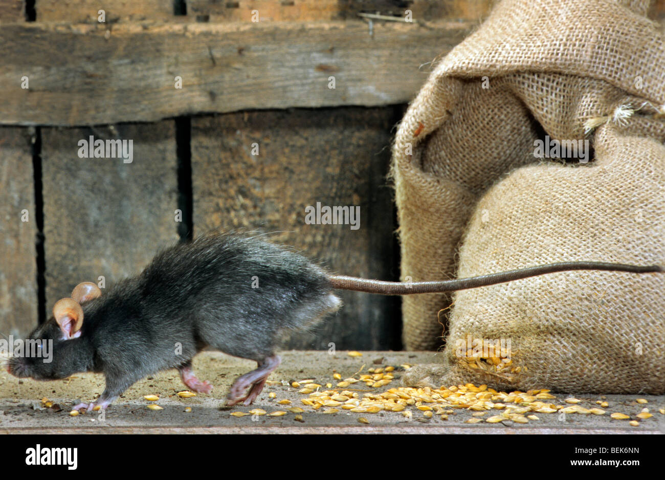 Black rat (Rattus rattus) in barn running past bag of cereals at farm ...