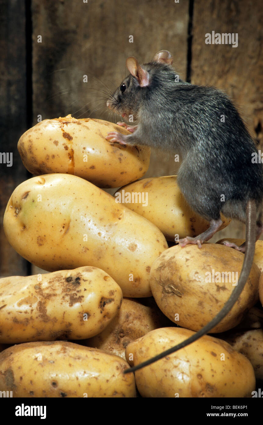 Black rat (Rattus rattus) in barn foraging on a pile of potatoes at