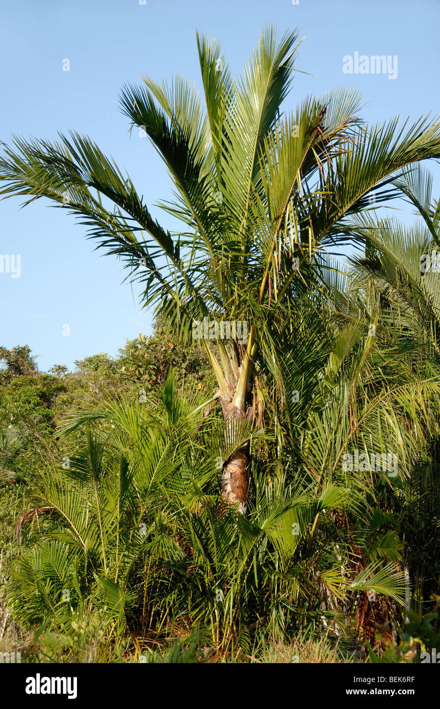 Sago Palm Plantation near Mukah Sarawak Malaysia Borneo Stock Photo