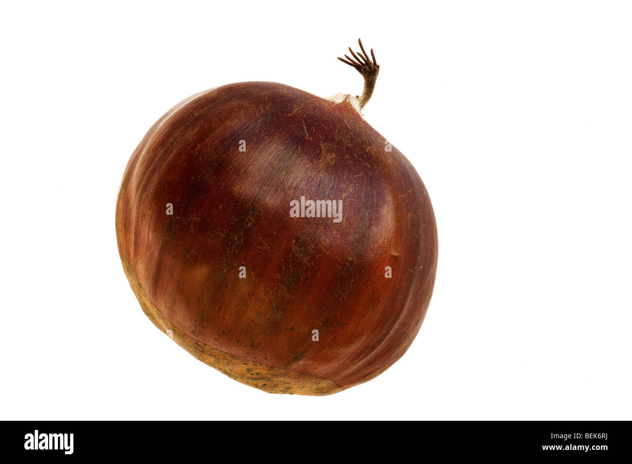 Sweet chestnut nut / marron (Castanea sativa) on white background Stock Photo