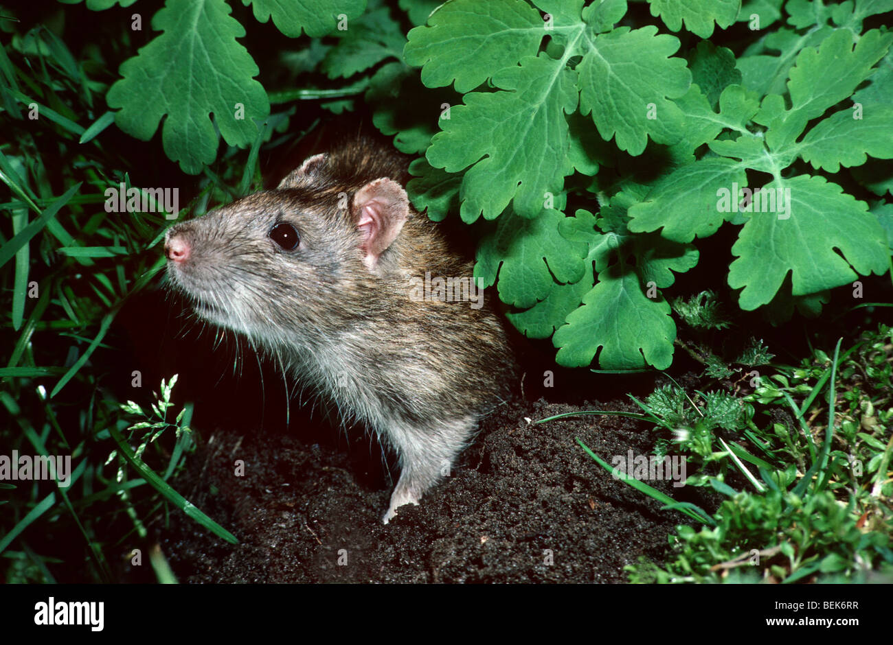 Brown rat (Rattus norvegicus) hiding in vegetation Stock Photo - Alamy