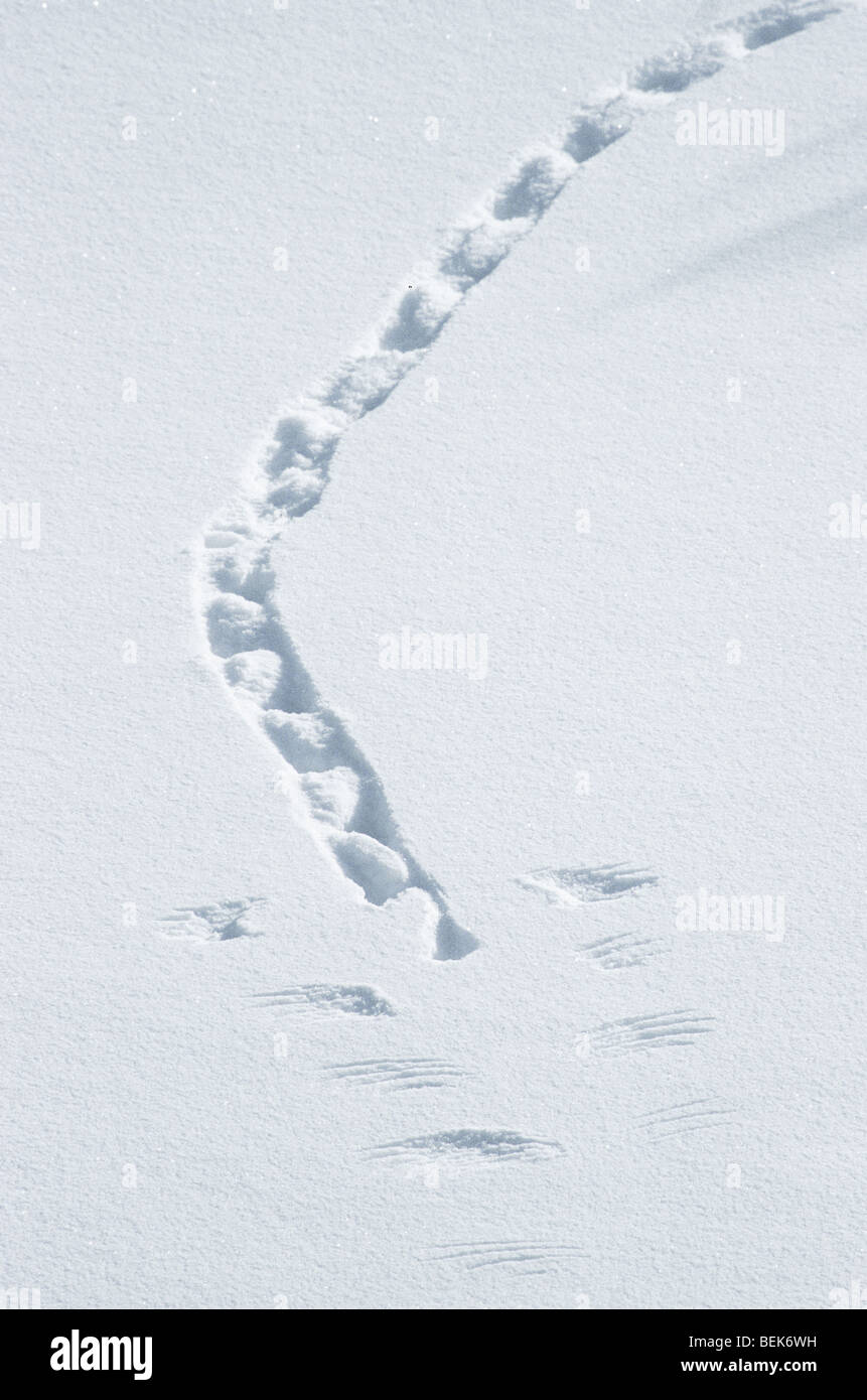 Willow grouse tracks (Lagopus mutus) in the snow, Norway Stock Photo