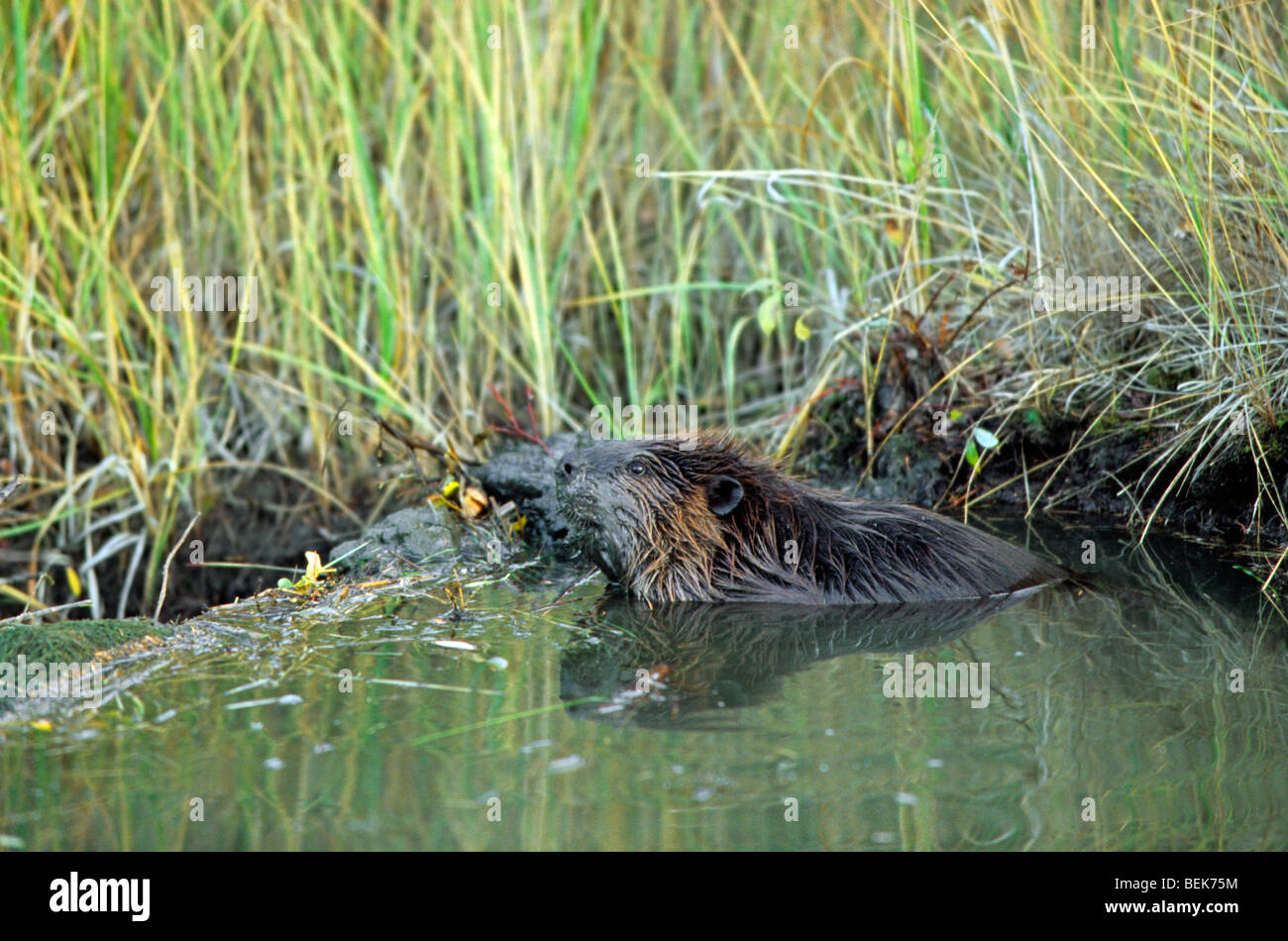 American beaver (Castor canadensis) building dam, Alberta, Canada Stock