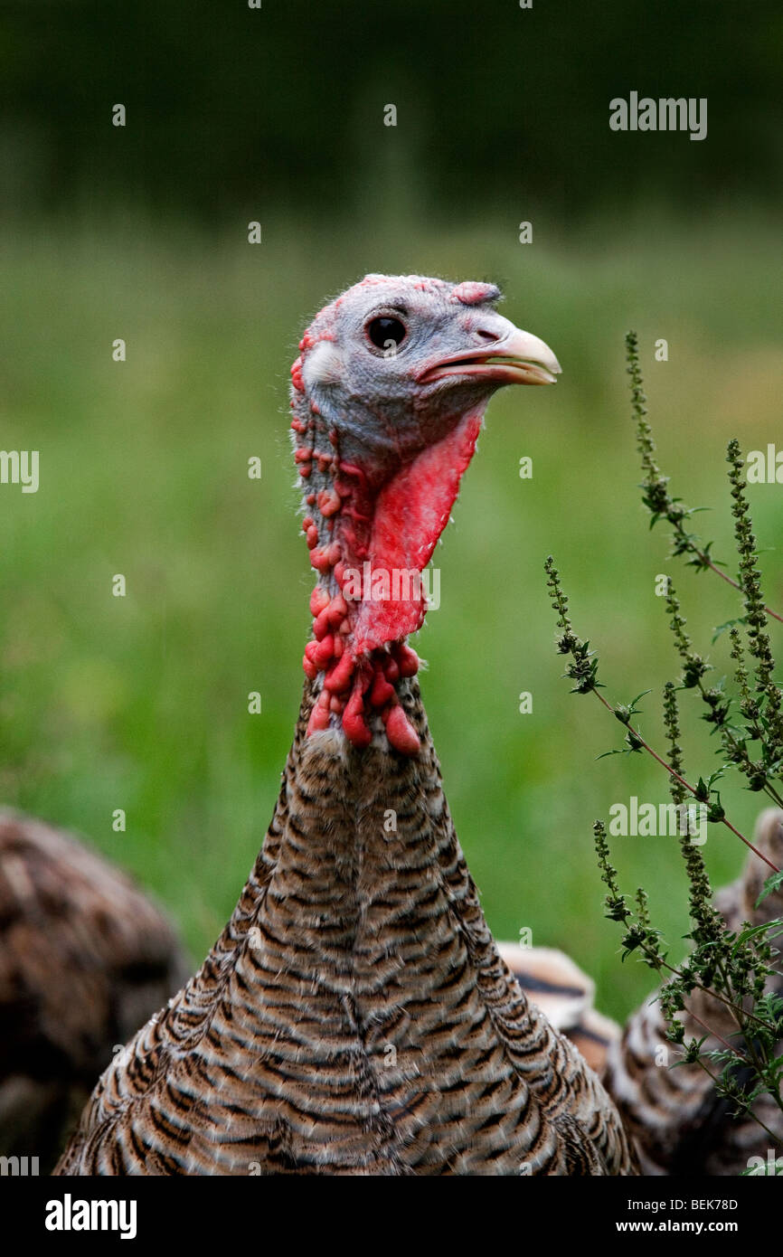 Female turkey portrait (Meleagris gallopavo Stock Photo Alamy