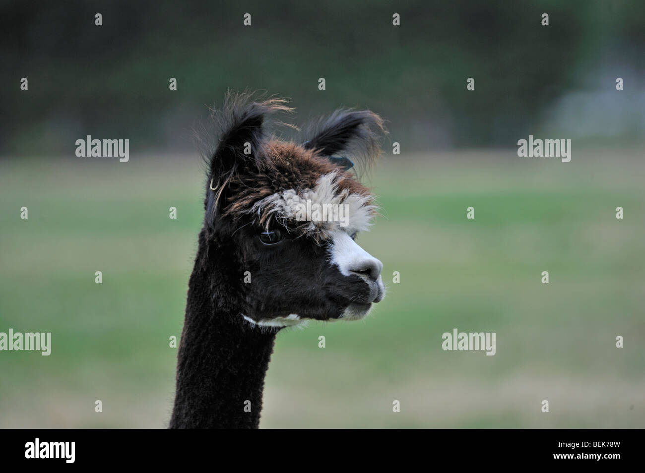 ALPACA, CHRISTCHURCH, NEW ZEALAND Stock Photo Alamy