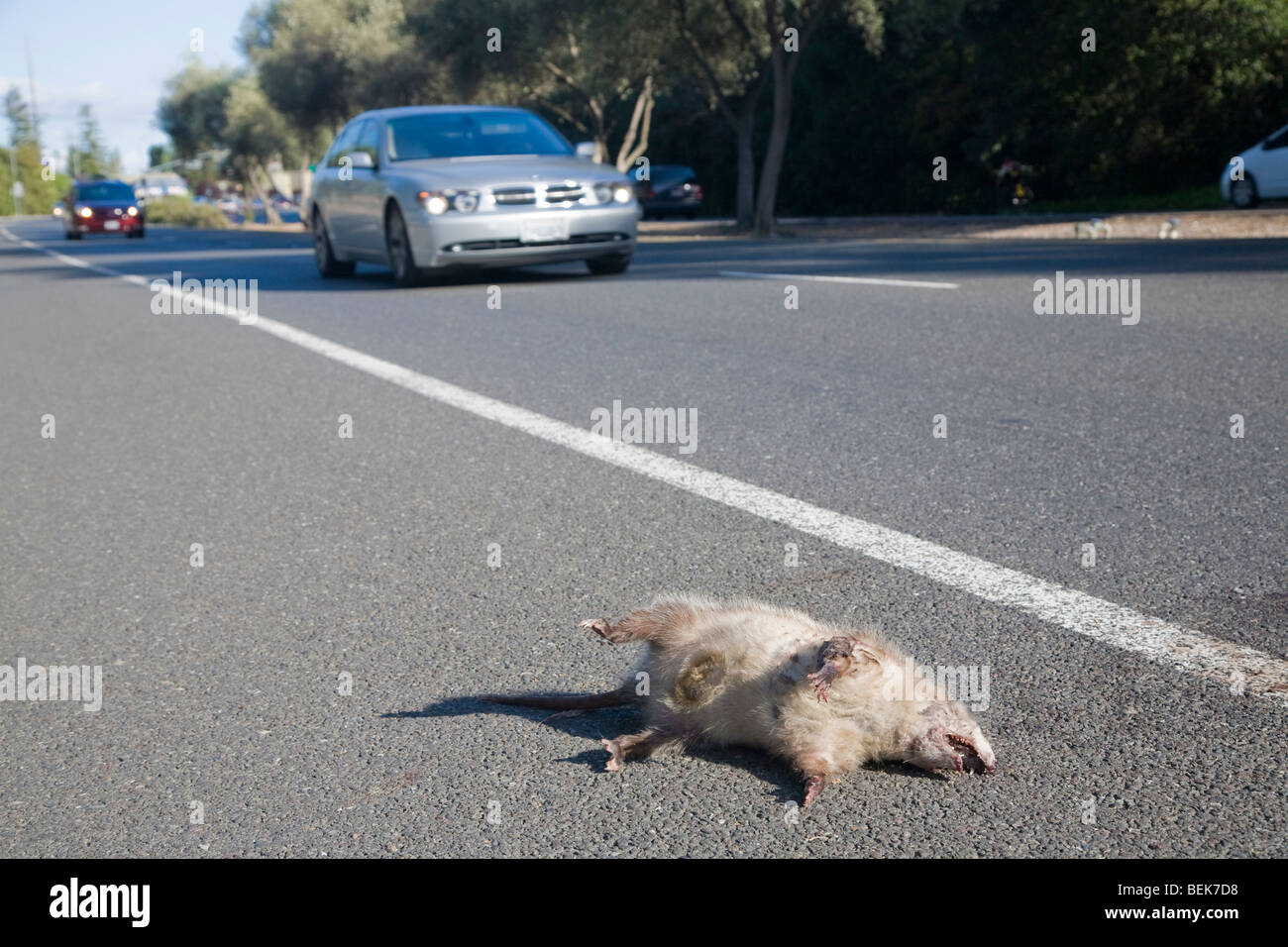 A roadkill possum on Foothill Expressway. A car driving in the background. Los Altos, California, USA Stock Photo