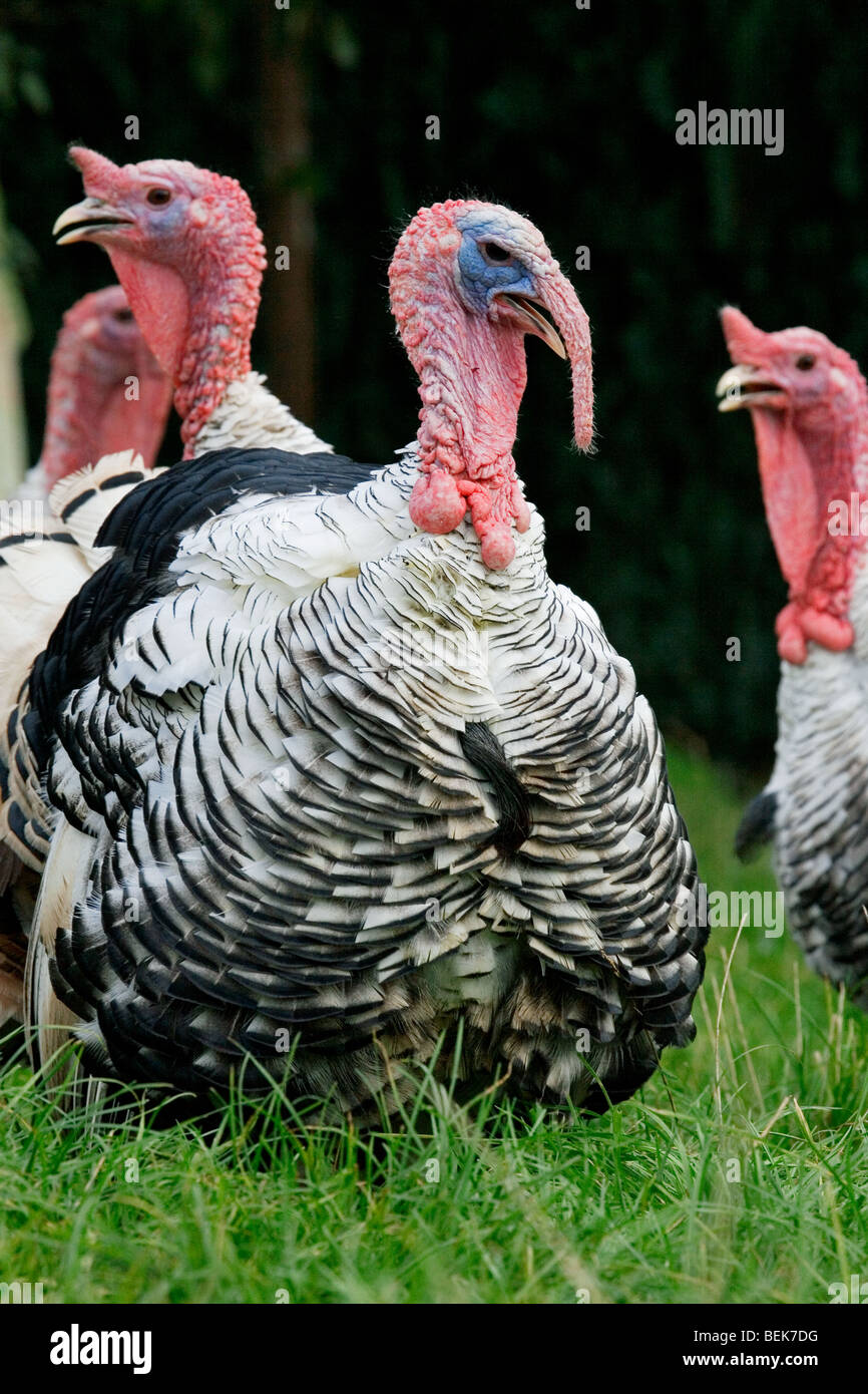 Male domestic turkey with females (Meleagris gallopavo) at poultry  farm Stock Photo