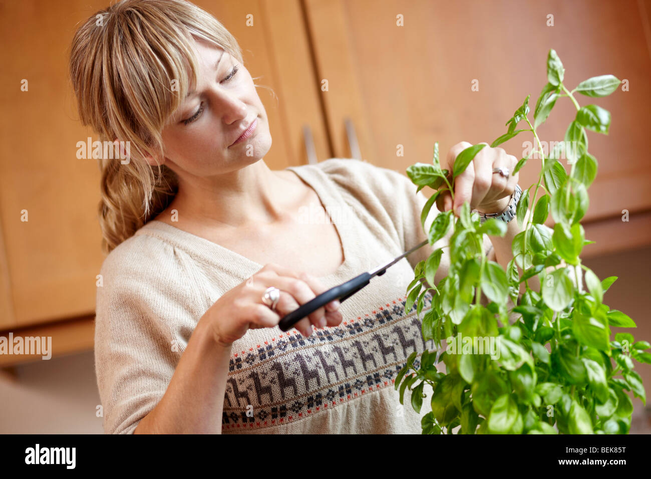 Woman cutting basil plant Stock Photo
