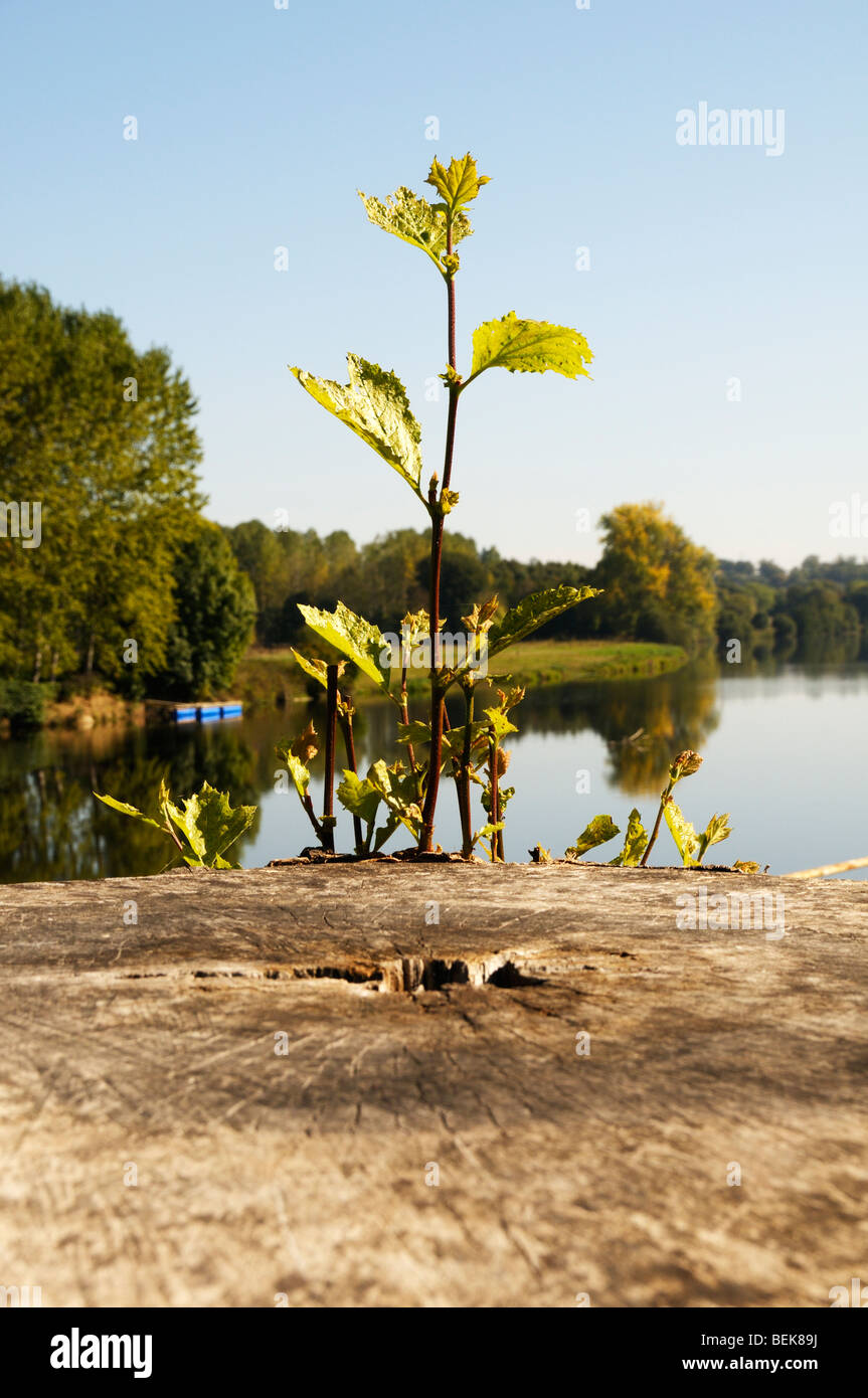 Tree Stump New Growth High Resolution Stock Photography and Images - Alamy