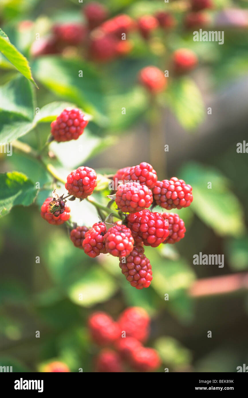 Raspberry bush with fruit Stock Photo - Alamy