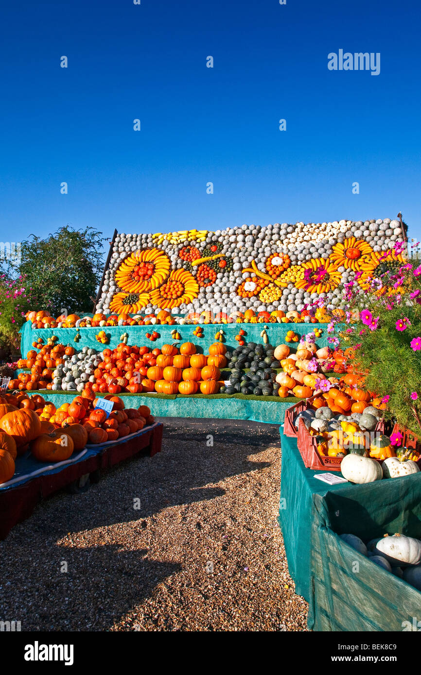 A colourful farm garden display of pumpkins at Slindon, West Sussex, England, UK 2009 Stock