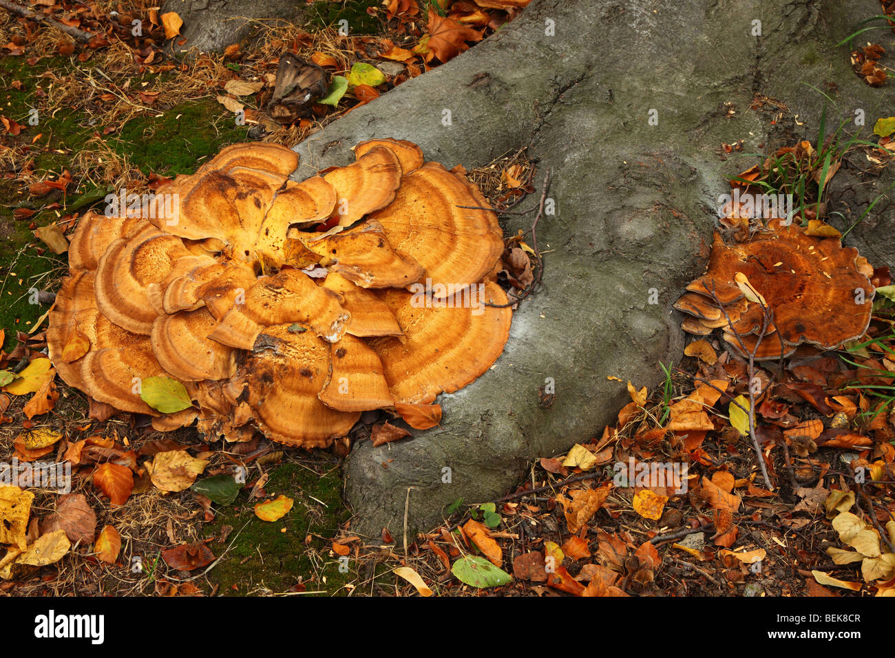 Bracket fungus mushroom Stock Photo