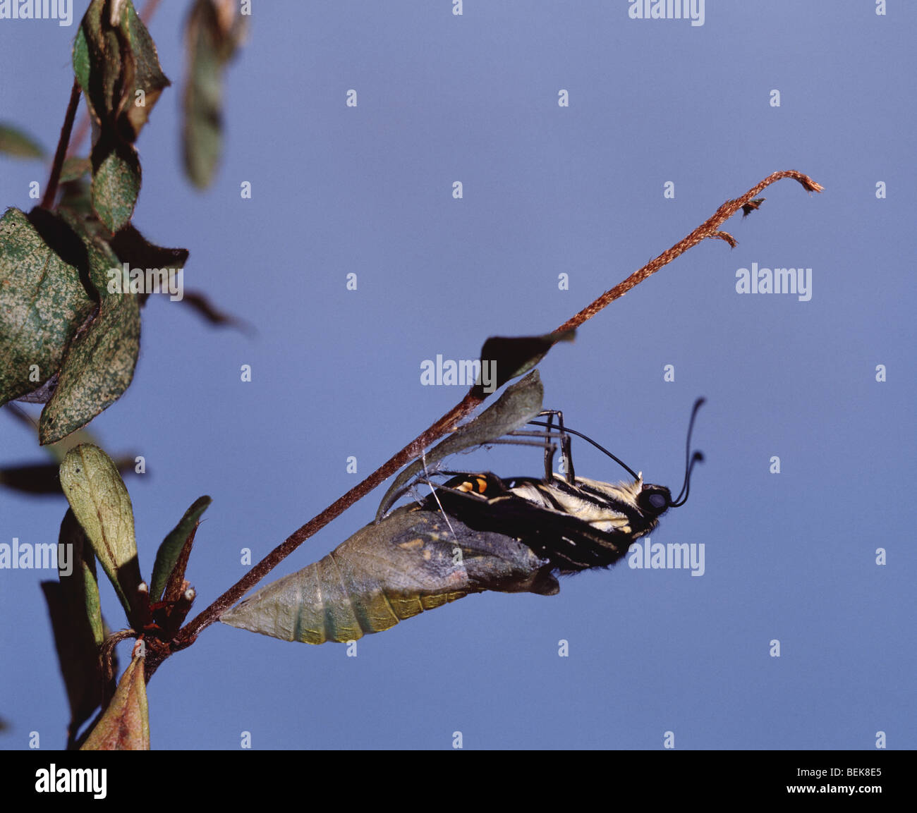 Swallowtail Butterfly emerging from its cocoon Stock Photo Alamy