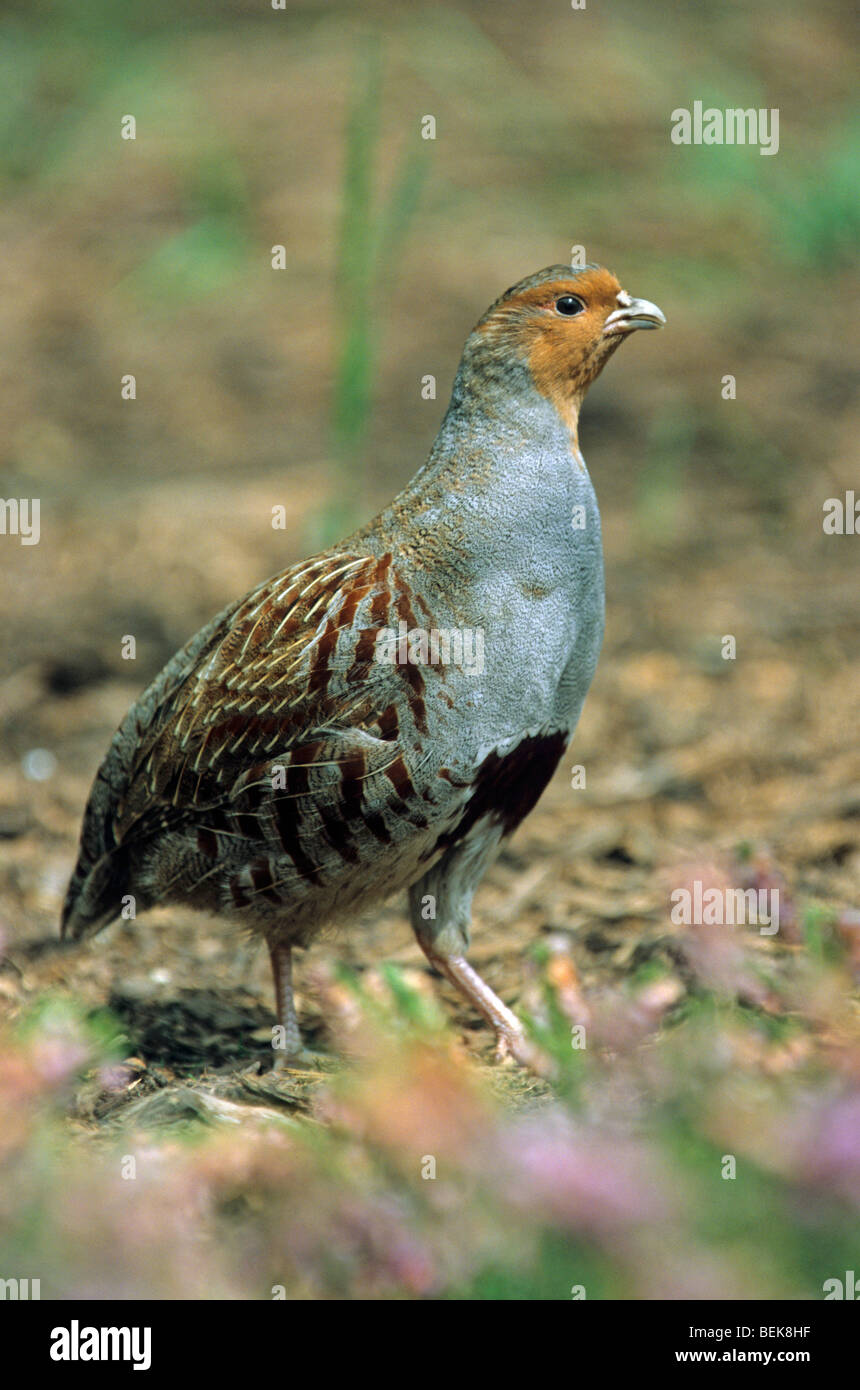 Grey partridge (Perdix perdix) female, Germany Stock Photo