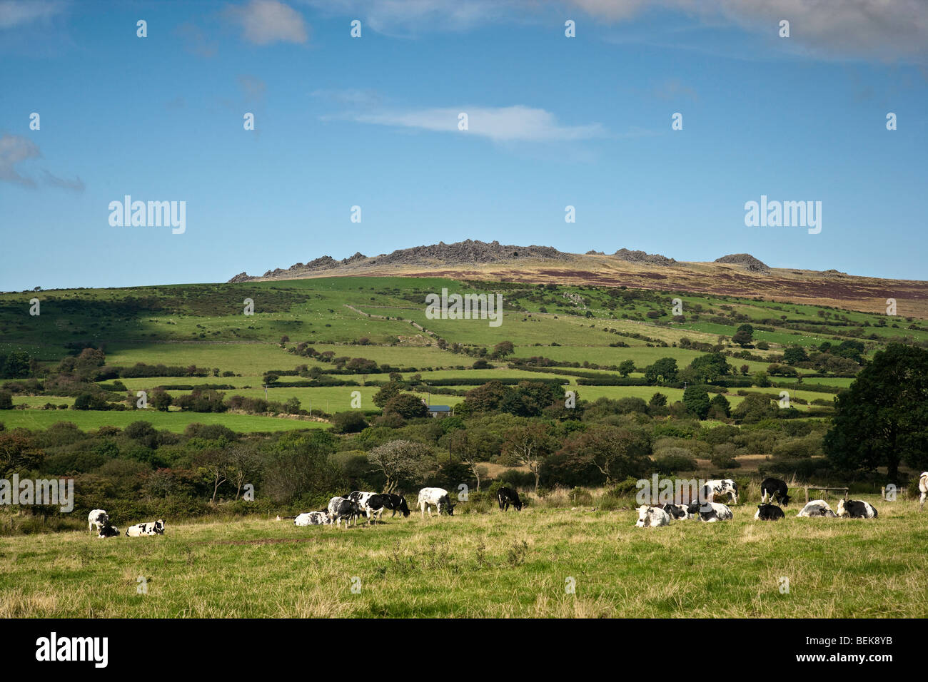 Cattle grazing under the shadow of Foel Drygarn, Preseli Hills, Pembrokeshire, Wales. Stock Photo