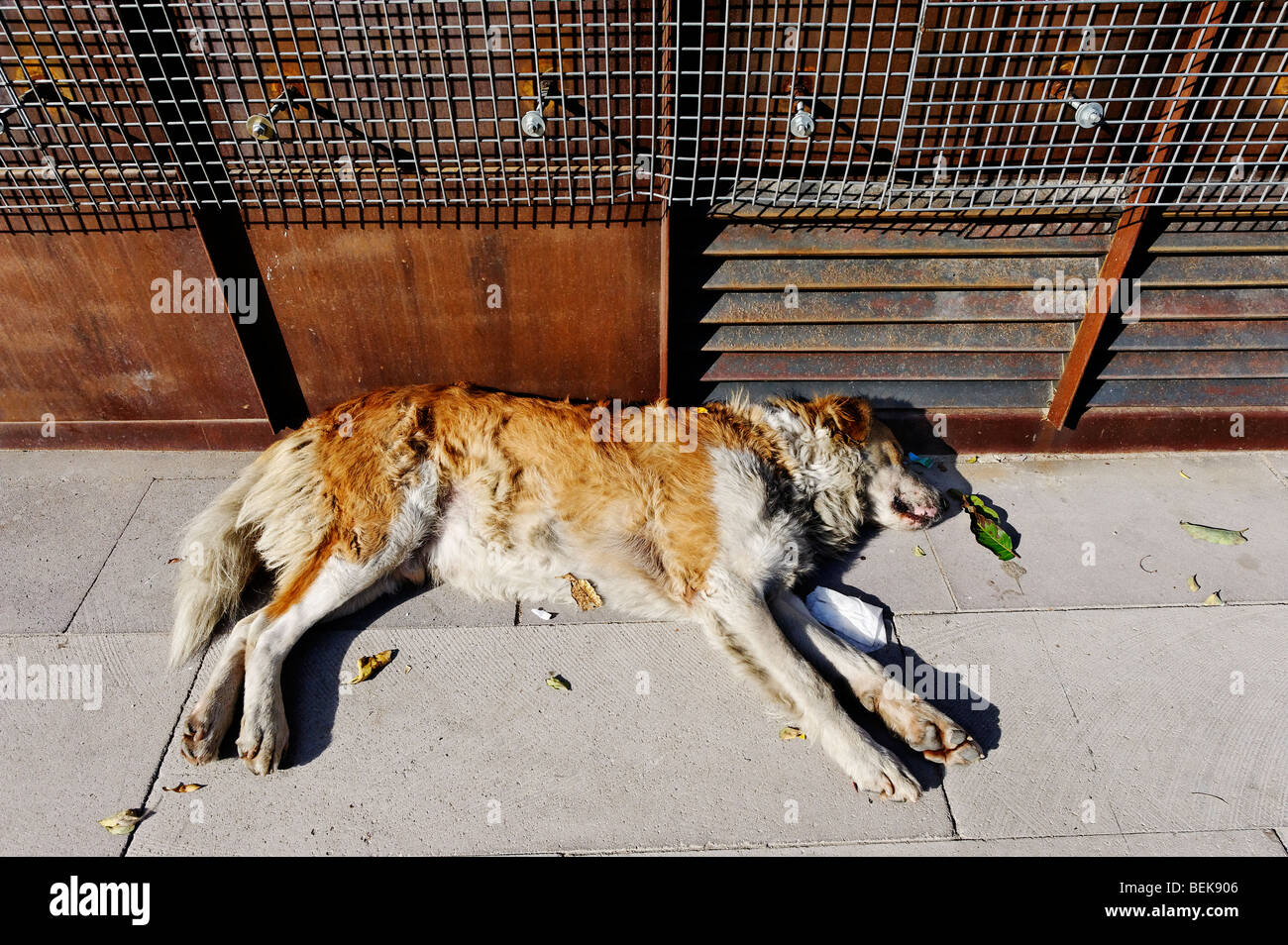 Stray dog sleeping among litter in a city street Stock Photo